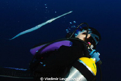 A dive buddy (the fish was following my wife for a while ... by Vladimir Levantovsky 